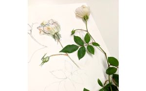 Botanical illustration workshop